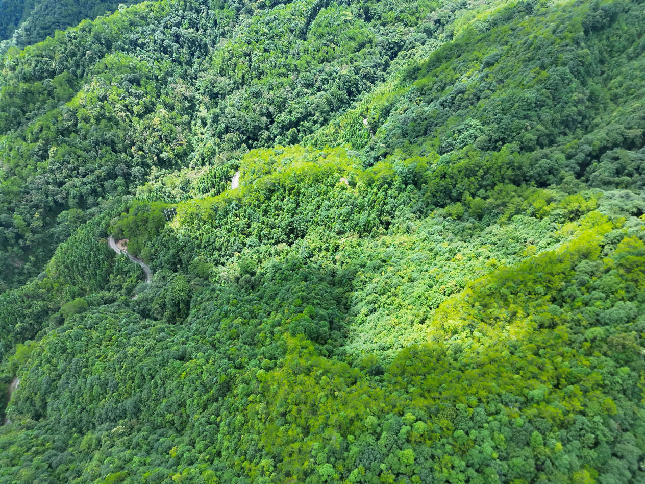 cq9电子大厅